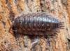 Oniscus asellus